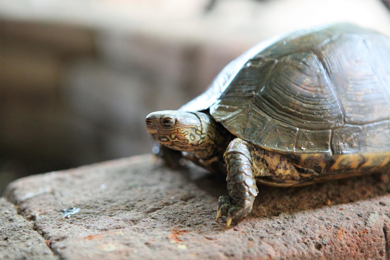 Hostal La Tortuga Booluda León Eksteriør billede